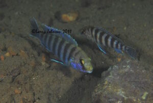 Labidochromis ianthinus 'Nkhomo Reef'